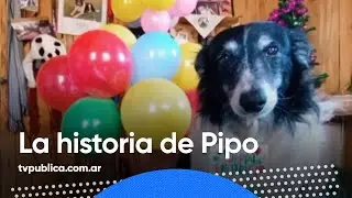 La historia de Pipo, el perro viral que amamos todos - Más de vos