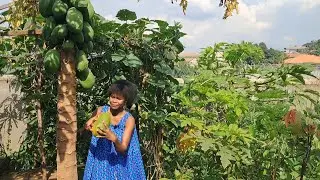 Harvesting my Pawpaw Fruit / Apple / Why we should include pawpaw plants in our urban gardens. 