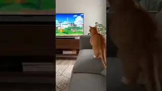 Cat Jumps Into Super Mario 3d World 🌎