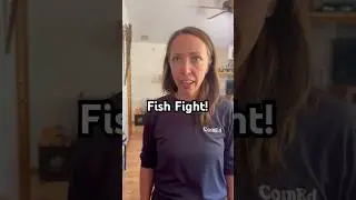 Fish Fight is So Dumb & So Fun! #partygames #familygames #gamenight #games #boardgames