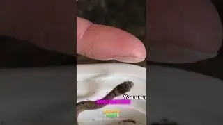 Коричневая змея Декая, неприхотливая и любопытная #EasyPetSnake
