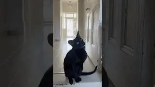 Angry oriental shorthair cat, Osiris, expresses his displeasure. #orientalshorthair #blackcat