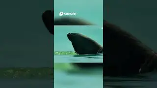 🐬 Echolocation Mastery: Dolphins' Unique Hunting Technique 🐟