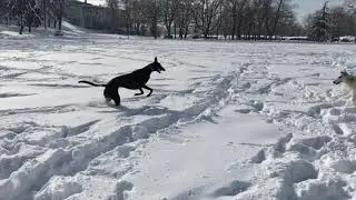 Borzoi vs Greyhound