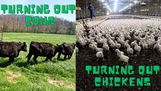 Turning Out Cows & Turning Out Chickens!