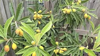 It's Loquat Season | Dwarf loquat tree with delightfully unusual fruit