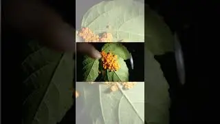 The Leaf Rust