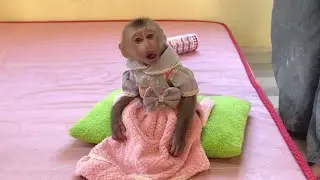 Baby Wear New Dress Color Look Outfit | Baby Monkey Jessa So Cute