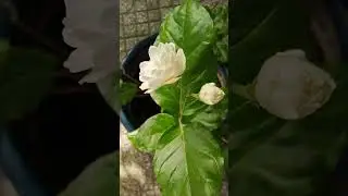 Hoa nở tiếp thì ngắm tiếp | phục hồi cây hoa lài | trồng và chăm sóc cây lài