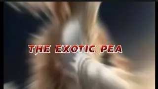 The Ants Underground Kingdom Game explanation of The Exotic Pea