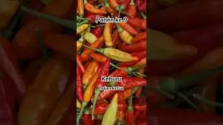 Panen ke 9 cabe varietas Sniper#berkebun#caberawit #shortvideo