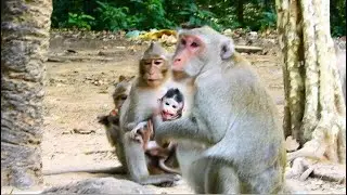 HORRIBLE ! PITIFUL POOR BABY MONKEY JODY CRY EXTREMELY BY NANDA KIDNAP, JANE LOOK NOT CARE THIS.