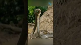 Кобра