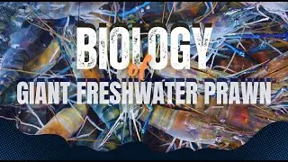 BIOLOGY OF GIANT FRESHWATER PRAWN BY MR. VINCENT JAMES CARPIO, Science Research Analyst | BFAR-NFDC