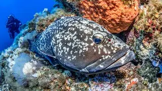 Dusky Grouper of Port-Cros National Park 4K