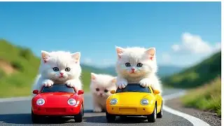 😸🐱🌟Watch Mama Cat show off her driving skills  🐈😻