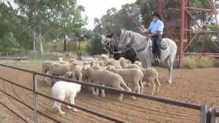 Rusty Frame Outback Drover Show