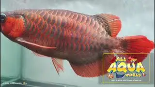 Premium quality short body super red Arowana 🥰 monster fish 🐉🐉🔥🔥🥰🫶🫶 ali aqua world monster 