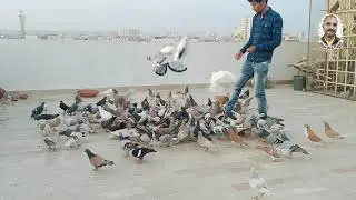 1 kabutar pakra, shaikh nabeelYOUNUS  SHAIKH K SHOK,170 PIGEON K FIGHTING, Desi Gola Kabootar,