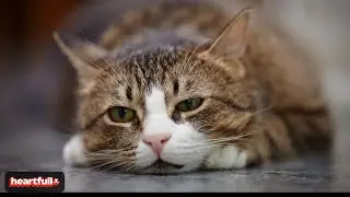 5 Things That Make Your Cat Feel Unloved