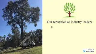 Arborist Bethania - Tree Lopping Logan Co