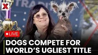Ugly Dog Contest LIVE: Dogs From Across The World Compete In California's Ugly Dog Contest