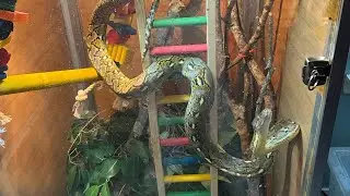 &ldquo;Daily vlog 21&rdquo;!#love #reptiles #cat #pets #cuteanimal #cute #2026 #tortoise #nature 