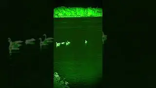 Dog 🇨🇦 Night Vision ! #shorts #dogs #doglover #dogshorts #dog Pls Subscribe 🙏