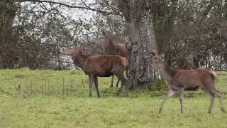 Billebaude — Observation de la faune sauvage au lever du jour