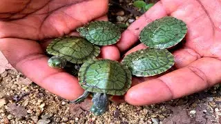 las tortugas bebé verde del criadero