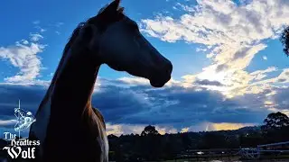 Hangin With The Horses 
