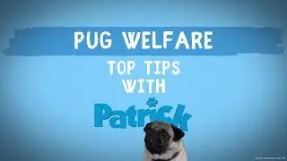 PATRICK | Pug Welfare | Official UK