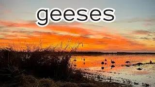 Holiday Specklebelly Geese at CWA Staten Island | California Duck Hunting 2023