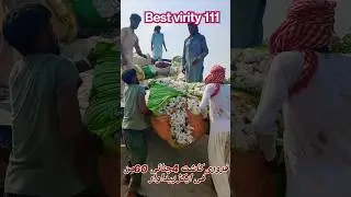 cotton crop in Punjab Pakistan