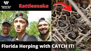Herping Florida with Catch It!  Eastern Diamondback Rattlesnake and MORE!