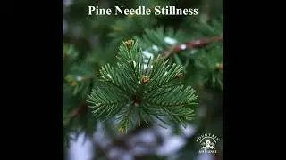Pine Needle Stillness