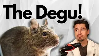 The Degu as a Pet.
