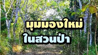 EP.222 มุมมองใหม่ในสวนป่า@sirinandagarden