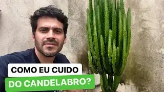 Como CUIDAR do CANDELABRO? DICAS pra voc&ecirc; n&atilde;o ERRAR!