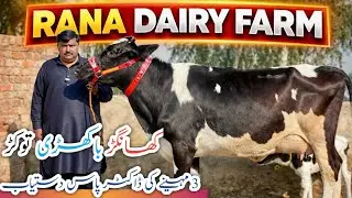 Rana Dairy Farm | Imported Holstein Cow | High Milk Yield Dairy Cows 🐄