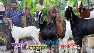 সবচেয়ে কমদামে আকর্ষণীয় বিগ সর্বশ্রেষ্ঠ সুপারহিট তোতাপুরী,হরিয়ানা,শিরোহী,বারবারী ও বিটল কিনুন