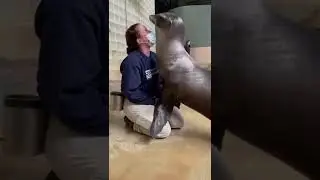 The many antics of Claira..the californian sea lion 😀😂..#awesome #sealions #bestactress #viralvideo