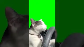 cat en volante #overlay #fondoverde #gaticos #gatos #memes #rlstream