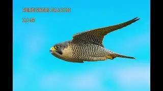PEREGRINE FALCON  [HOPS MIX : LO-FI ROCK]