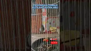 SUARA PANCINGAN TERBAIK BURUNG KUTILANG SUTRA ABU GACOR