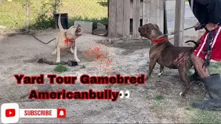 Gamebred Pitbulls And Americanbully Kennel 🔥 Yard Tour 🔥 MarcosTVG 🔥 Mississippi Made 🔥