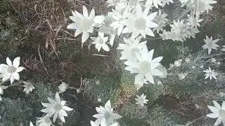 @christopherpearson1752 #flora #flannel #australia #flowers