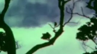 Bài Ca Tuyệt Mệnh Của Loài Chim  Kuwaii O O C
