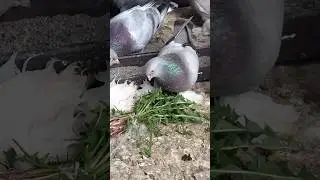 Vitamin 🥰😍 #tauben #pigeon #birds