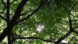 Natur and sun views